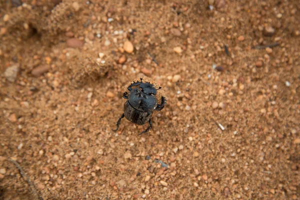 Küçük bir böcek yerde dinleniyor.