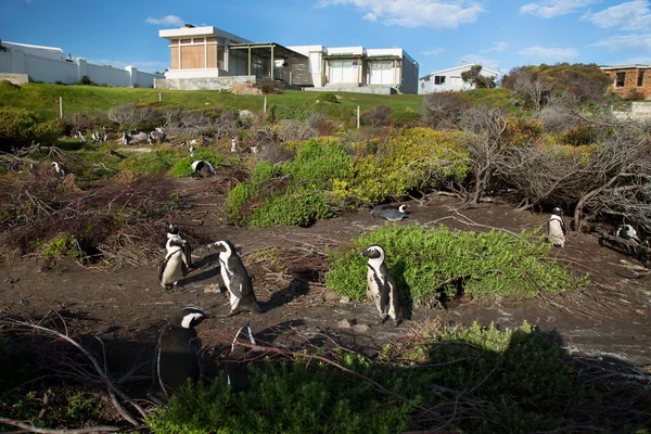 Flock Pingviner Gräset — Stockfoto