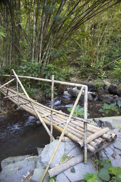 Güzel tropikal ormanda nehrin üzerinde bambu köprüsü 