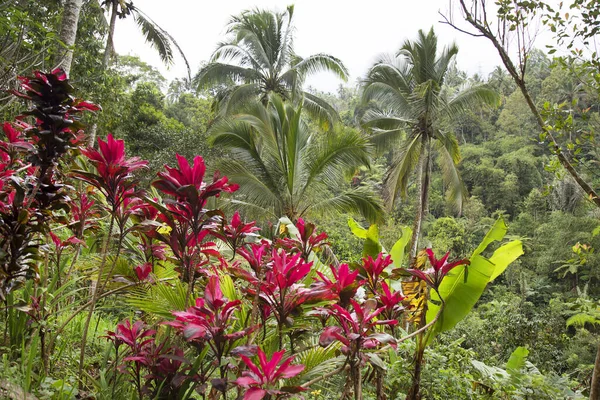 Jasně Fialové Zbarvené Tropické Džungle Nebo Dům Rostlina Cordyline Terminalis — Stock fotografie