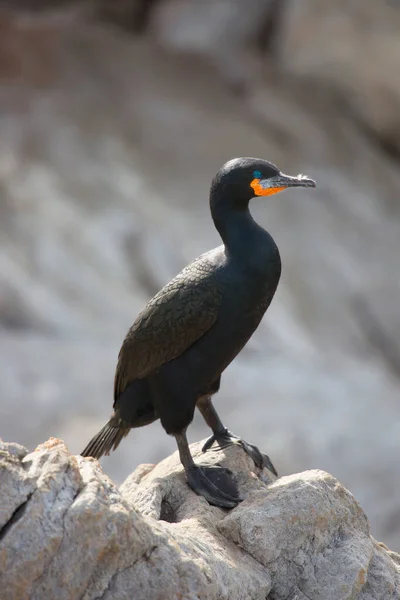 케이프 코모로 Cape Cormorant 아프리카 남서부 해안에 서식하는 — 스톡 사진