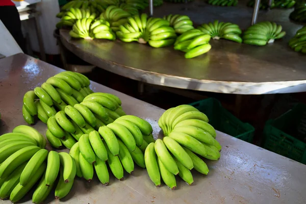 Plátano Verde Fresco Mercado — Foto de Stock