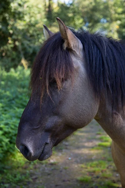 Portrait Beautiful Horse — Stock Photo, Image