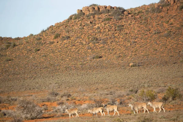 Større Kudu Tragelaphus Strepsiceros - Stock-foto