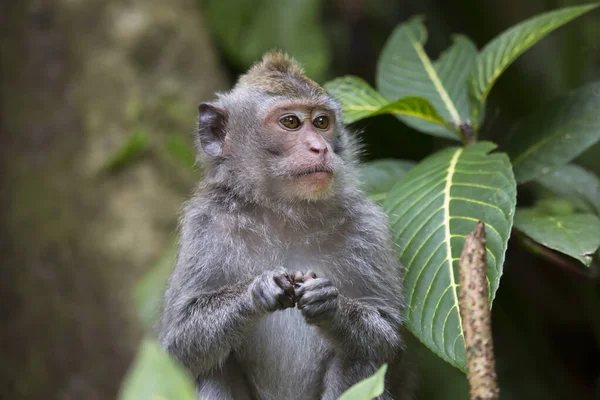 Comer Cangrejo Macaco Cola Larga Macaca Fascicularis Relajado Observando Zona — Foto de Stock