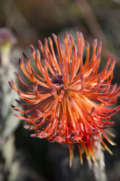 Close Protea Pincushion Floração — Fotografia de Stock