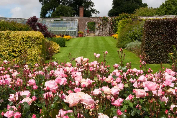 Belles Fleurs Roses Dans Jardin — Photo