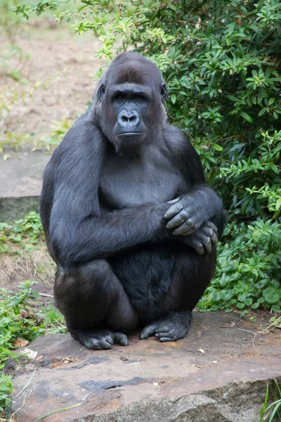 Gorilla Forest — Stock Photo, Image