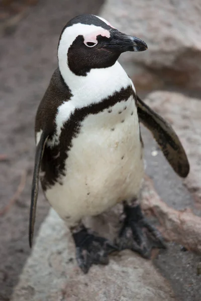 Nahaufnahme Von Niedlichen Pinguin — Stockfoto