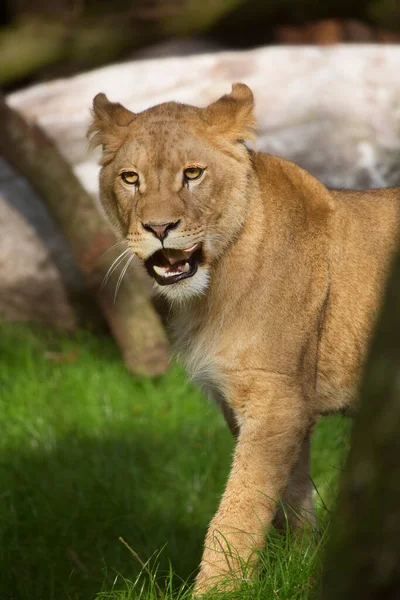 Крупный План Львица Panthera Leo Ходьба Через Травяное Поле — стоковое фото