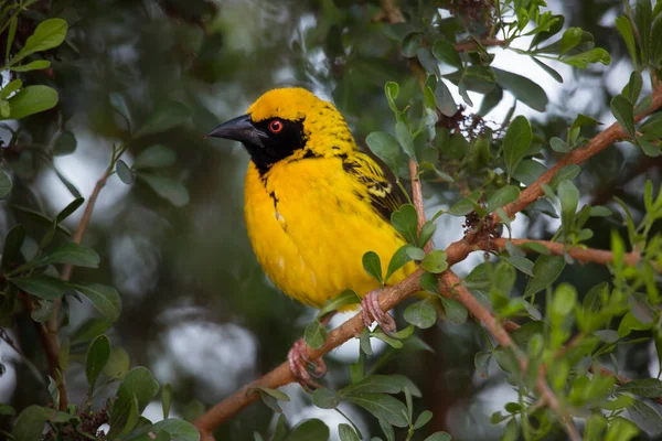 Sarı Göğüslü Kuş Bir Dalda Oturuyor — Stok fotoğraf