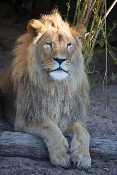 Закрыть Самца Льва — стоковое фото