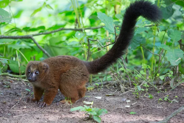 Genç siyah beyaz bir maymun ağaç gövdesinde oturuyor.