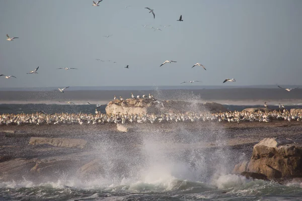 Stado Ptaków Morskich Latających Nad Plażą — Zdjęcie stockowe