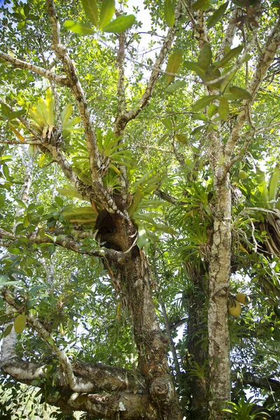 Güzel botanik çekimi, tropik yeşillik