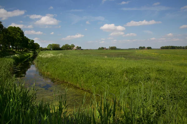 Bir sürü çimen ve mavi gökyüzü olan yeşil alan.