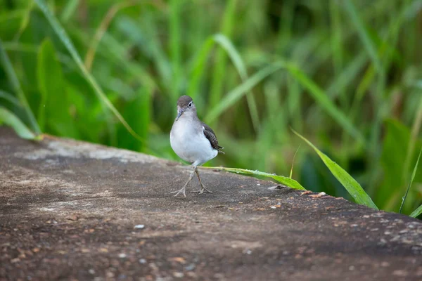 서식지에 열대새의 — 스톡 사진