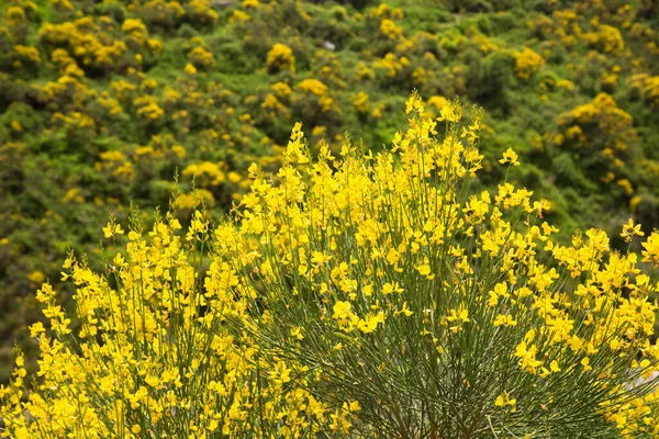 Arbustos Semillas Oleaginosas Amarillas Flor Luz Del Sol —  Fotos de Stock