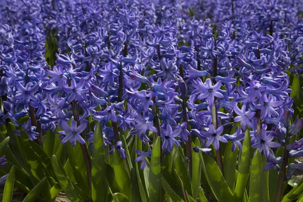 Piękne Purpurowe Kwiaty Hiacynt Polu — Zdjęcie stockowe