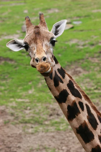 Girafe Mignonne Dans Zoo — Photo