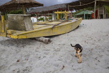 Köyde küçük bir köpek.