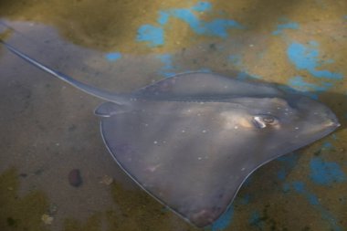 Suyun altında hareket eden vatoz manzarası