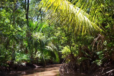 Amazon 'un yoğun yağmur ormanları yeşil yapraklar ve nehirlerle doludur.