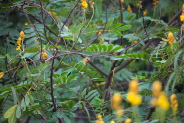 Bahçedeki bir ağacın yeşil yaprakları