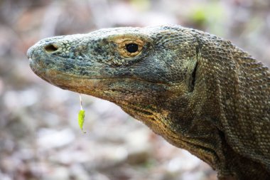 Komodo ejderhasının doğal ortamdaki yakın çekimi.