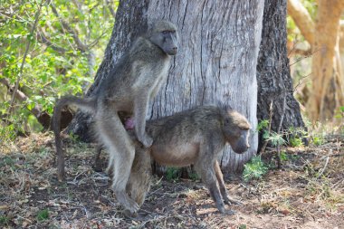 Vahşi ortamda şirin babunlar.