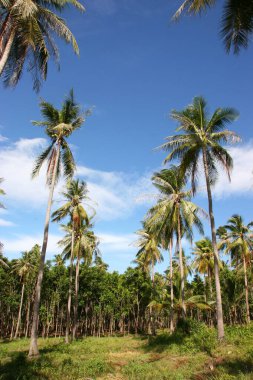 Tropikal denizde palmiye ağaçları