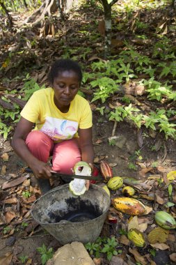 Kakao fasulyesi soyan kadın, seyahat çekimi.