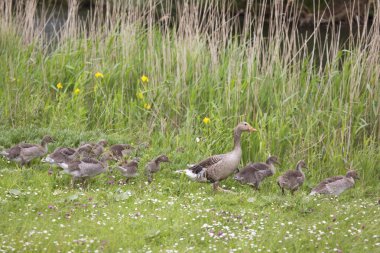 Greylag kaz ailesi, anser anser anser, otların arasında yürüyen ve otlayan