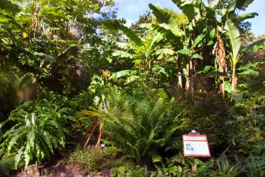 Güzel botanik manzarası