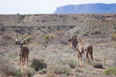 Büyük Kudu, yayılım gösterir: strepsiceros