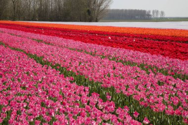 Renkli lalelerle dolu geniş çiçek tarlaları 