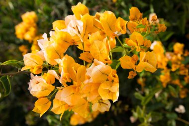 Bahçedeki sarı çiçekler