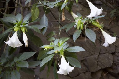 Bahçede çiçek açan güzel beyaz çiçekler