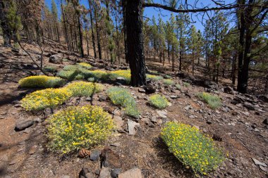 Parlak güneş ışığında subtropikal orman sahnesi