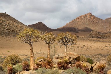 Titrek ağaçlar veya Kokerboom ormanı, Aloidendron ikilemi, Karoo bölgesinin tipik ıssız kayalık çöl manzarası ve Nothe Cape