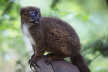 Ağaçta oturan şirin bir şempanzenin yakın plan fotoğrafı.
