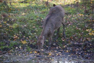 Ormandaki genç ve şirin bir geyiğin yakın plan fotoğrafı.