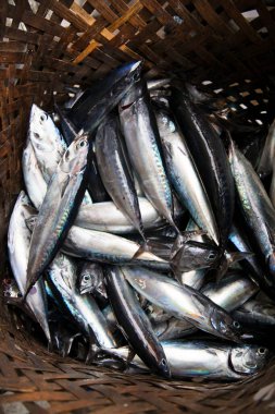 Kovalar dolusu taze balık satılığa çıktı ve açık havada ana caddenin yakınında sergilendi.