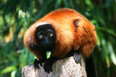 Yakından çekilmiş kırmızı yakutlu lemur, Varecia Rubra.