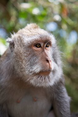 Yengeç yiyen ya da uzun kuyruklu macaque, Macaca fascicularis, bölgeyi rahatça gözlemliyor.