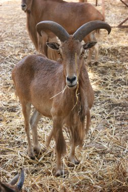 Berduş koyunlar, Ammotragus lervia, karantinada tutulur ve vahşi doğaya tekrar getirilir.