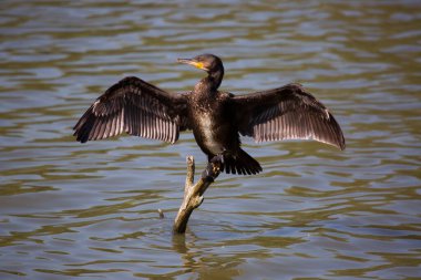 Parlak gün ışığında göl kenarındaki vahşi kuş.