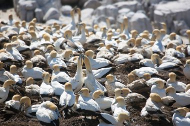Sahildeki doğal yaşam alanındaki deniz kuşları sürüsü.