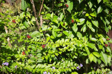 kiraz ağacının yeşil yaprakları