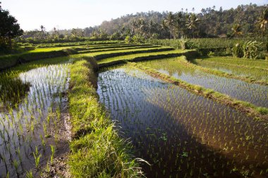 Çeltik tarlaları ya da pirinç bitkilerinin yetiştiği Sawa arazisi